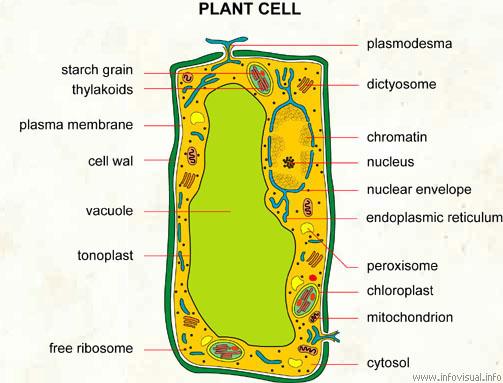 Plant cell  (Visual Dictionary)